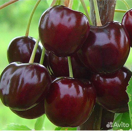 Саженцы черешни