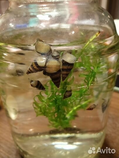 Улитка хелена