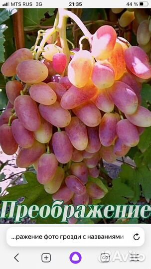 Саженцы винограда