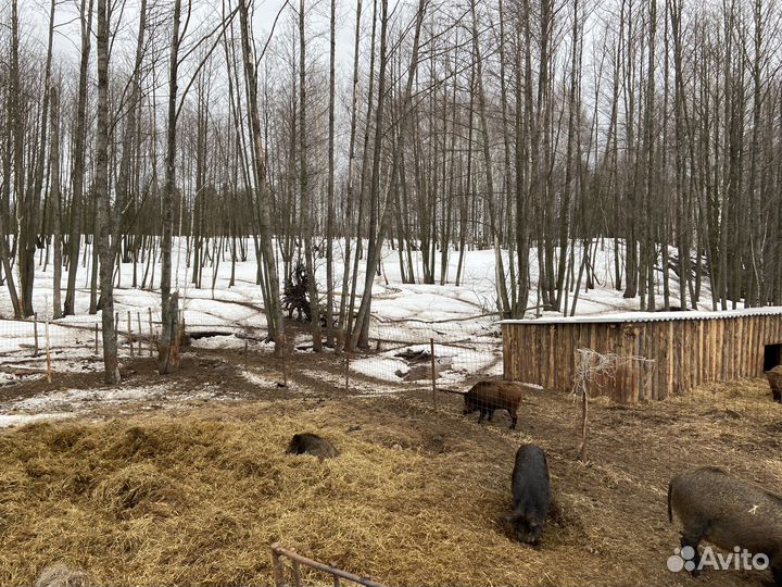 Дикий кабан