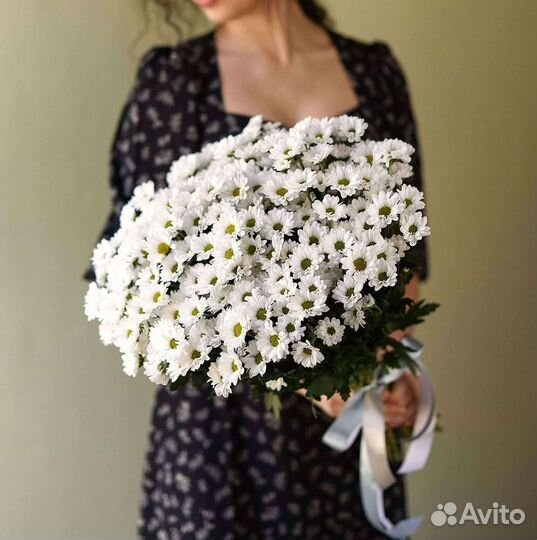 Хризантема Цветы Доставка