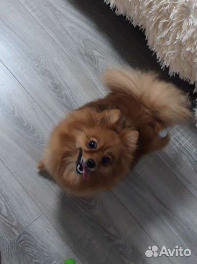 Шпиц в добрые руки