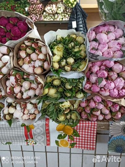 Пионы опт. Коробки. Опт коробка