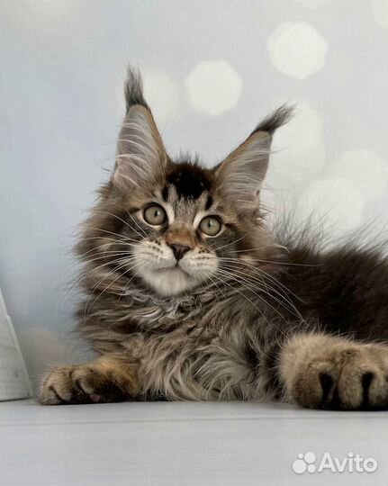 Котёнок мейн-кун