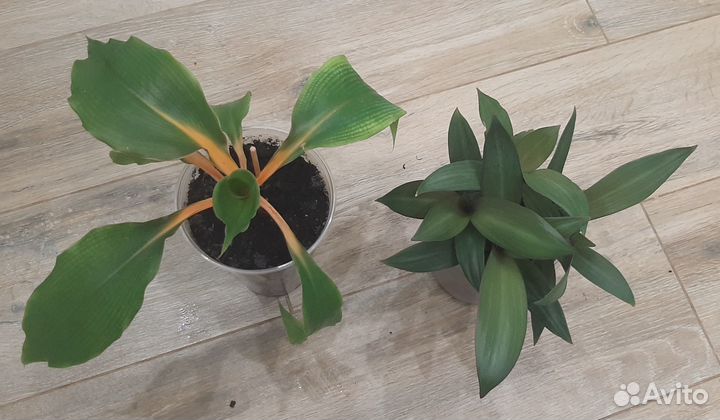 Комнатные растения