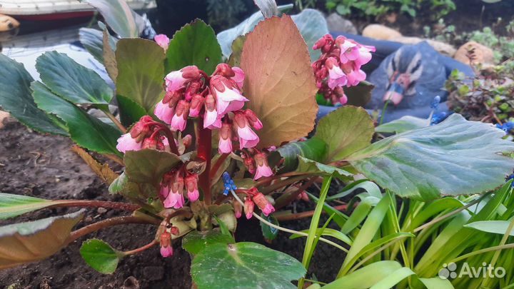 Минибадан карлик