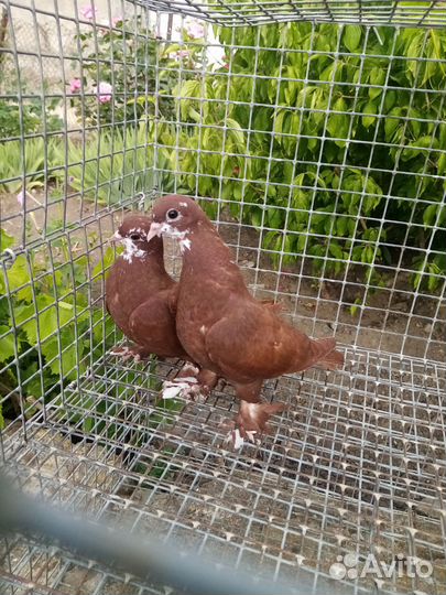 Голуби и кролики