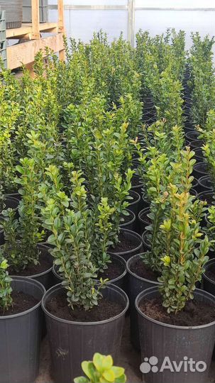 Декоративные растения ель/самшит/тисс/клён/злаки