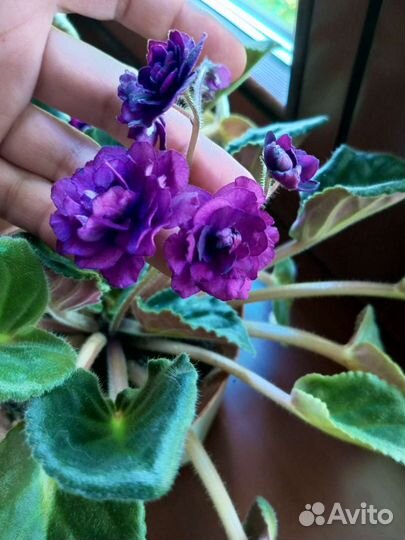 На обмен фиалки