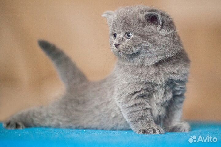 Чистокровный британский котик Эрик