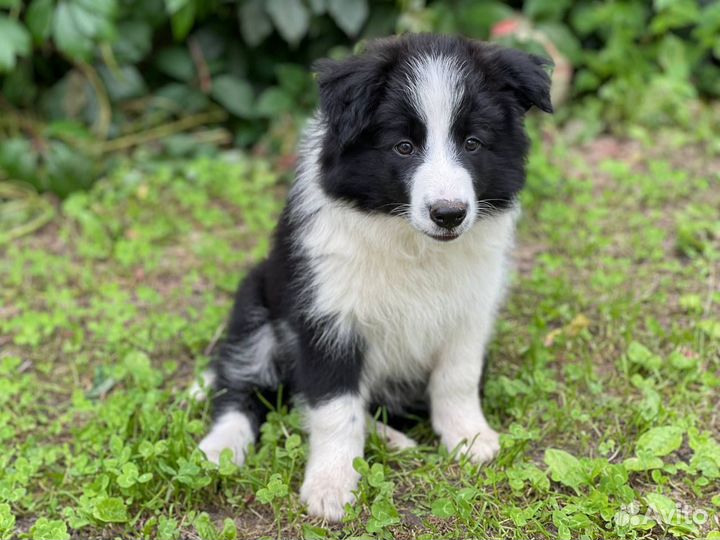 Бордер Колли, мальчик и другие щенки
