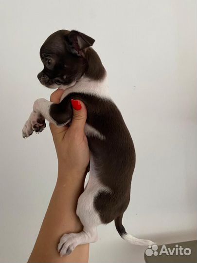 Щенки чихуахуа девочки