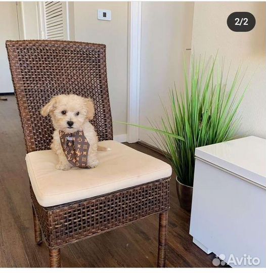 Мальтипу крем