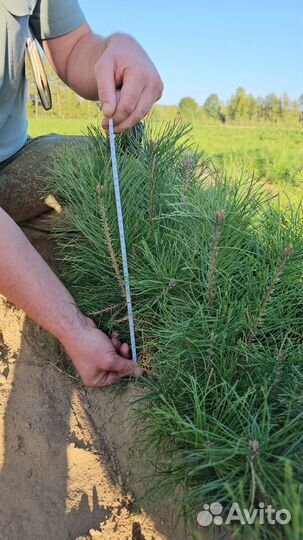 Сеянцы ели европейской окс от производителя