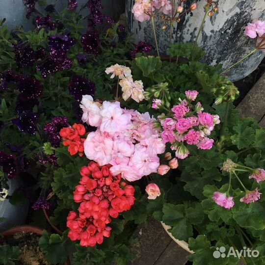 Пеларгония