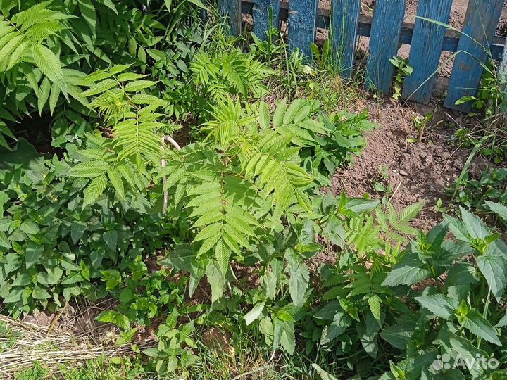 Рябинник (Живая изгородь)