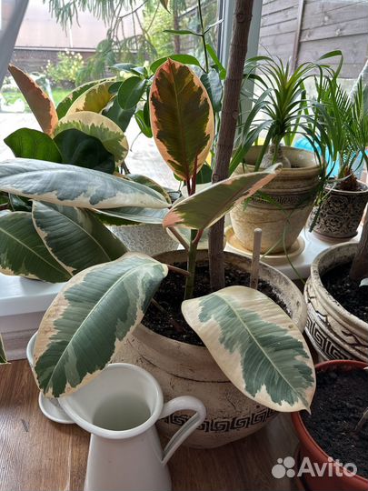 Фикус вариегатный