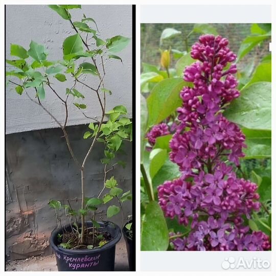 Саженцы сирени