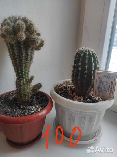 Кактусы эхинопсис
