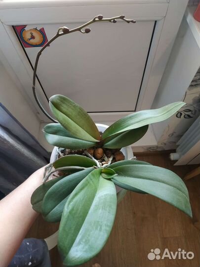 Орхидея фаленопсис