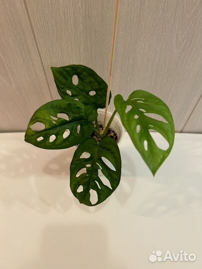 Комнатные растения(излишки). Часть2