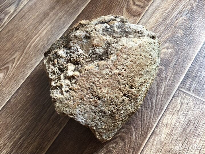 Камень с окаменелостями