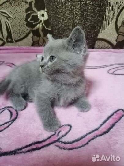 Британские котята