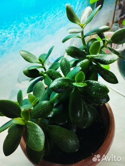 Денежное дерево