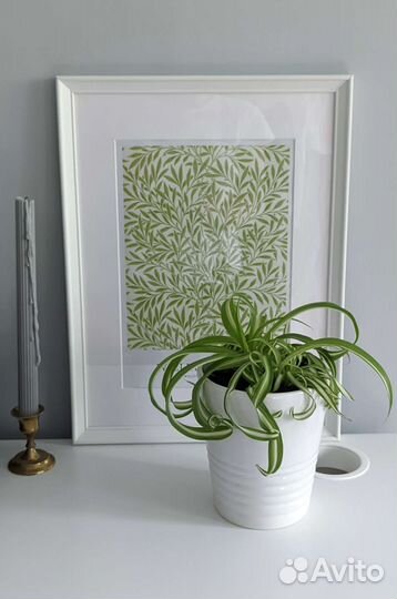 Распродаю Комнатные растения в горшках