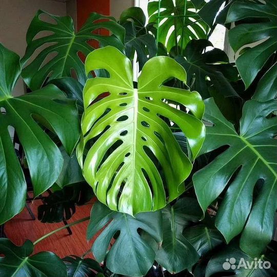 Монстера деликатесная