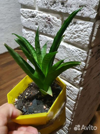 Кактусы и суккуленты