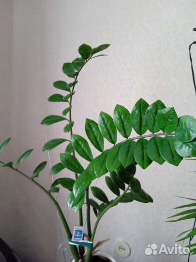 Замиокулькас