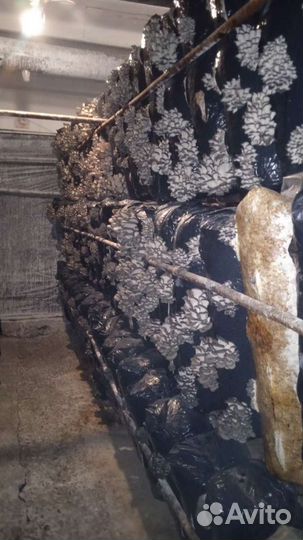 Грибы вешенка