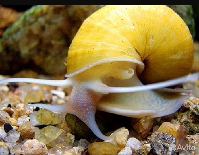 Улитки ампулярии