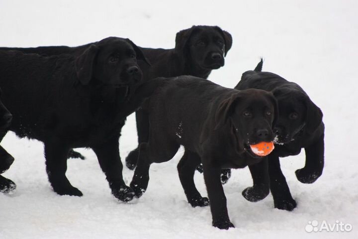 Щенки лабрадора