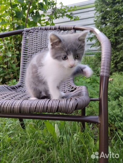 Отдам котенка