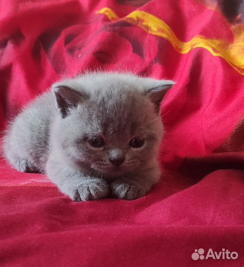 Британские котята