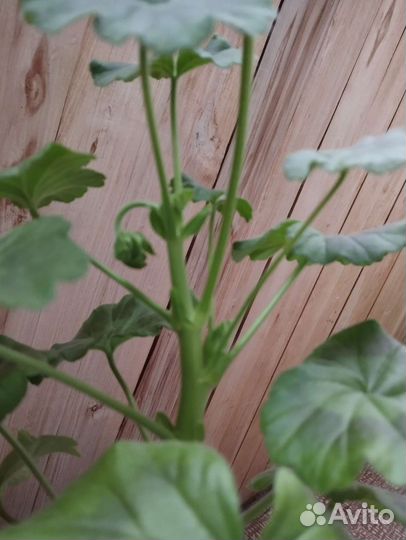 Пеларгония Найт Салмон