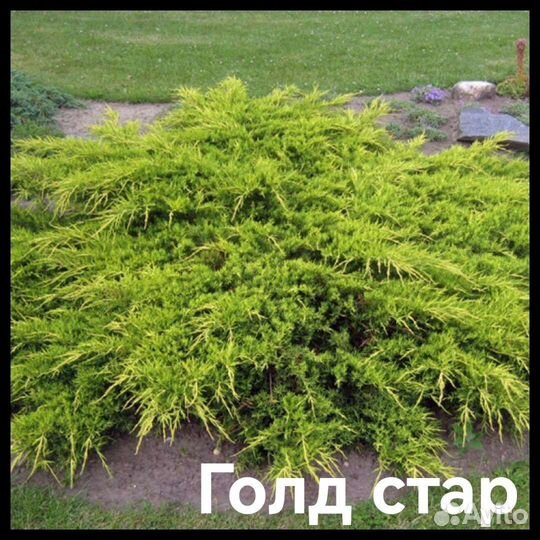 Можжевельники горизонтальные