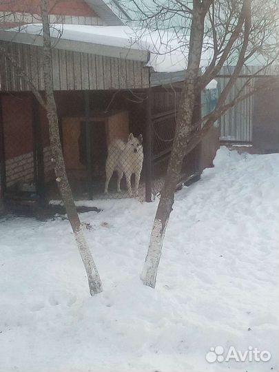 Лайка вязка