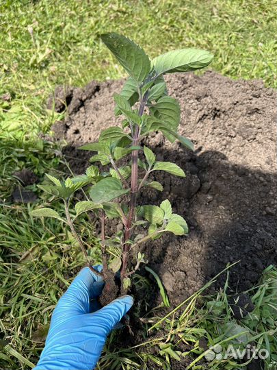 Мята шоколадная, смородиновая, тик так