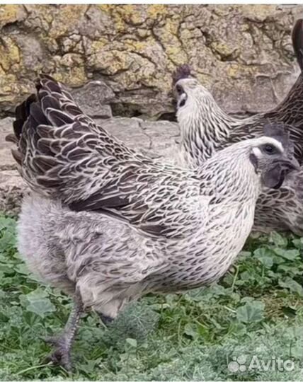 Цыплята Лакеданзи