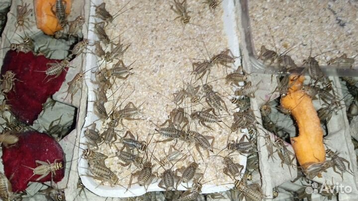 Сверчки замороженные Домовые (кормовые насекомые)