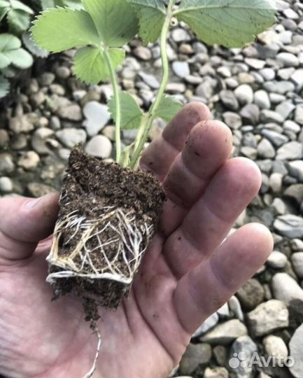 Рассада кассетная клубники