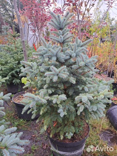 Ель голубая красивая (крупномер) для посадки