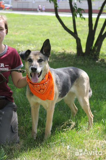 Станет самым верным другом