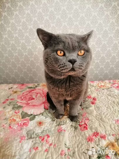 Кот для вязки