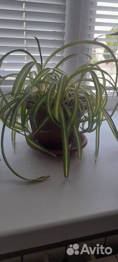 Хлорофитум кудрявый