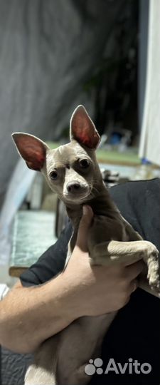 Вязка собак