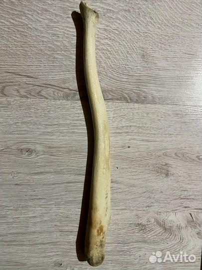 Бакулюм моржовый